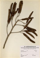 藏品(黃槐)的圖片